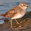 Least Sandpiper